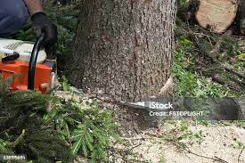 Professional Tree Removal in Cameron, WI
