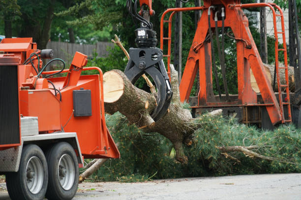 Best Leaf Removal  in Cameron, WI