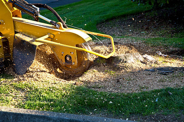 Best Soil Testing and Treatment  in Cameron, WI