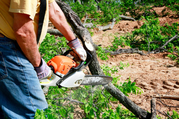 How Our Tree Care Process Works  in  Cameron, WI